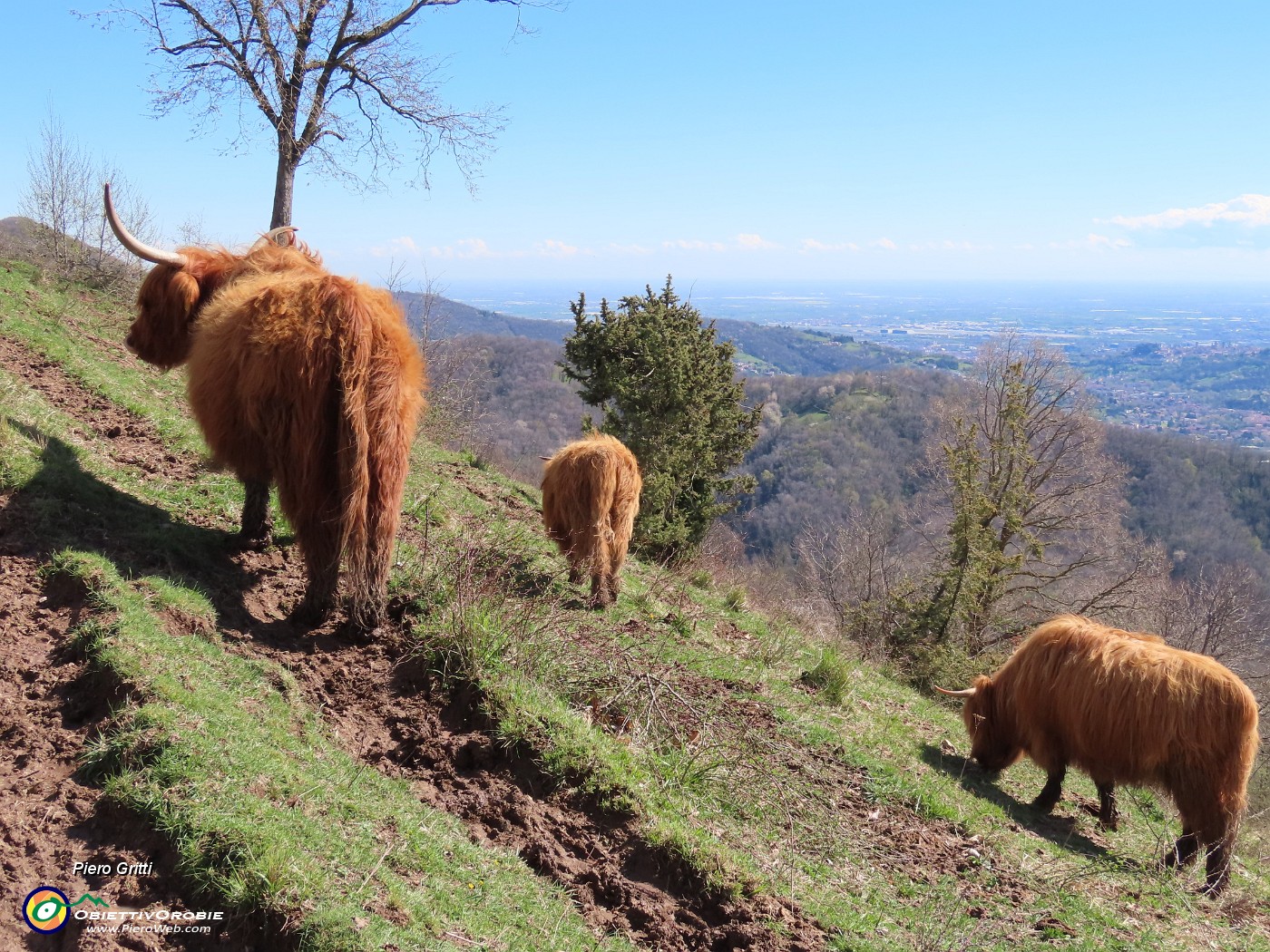 67 Mucche scozzesi (Highlander) all'Agiturismo Prati Parini.JPG